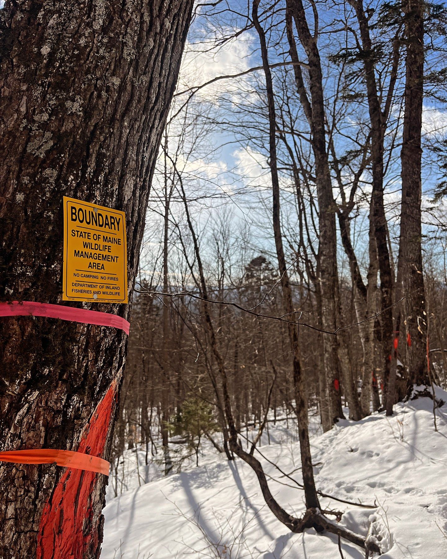 Snowy woods scene with boundary sign on tree, marked with orange and pink ribbons.