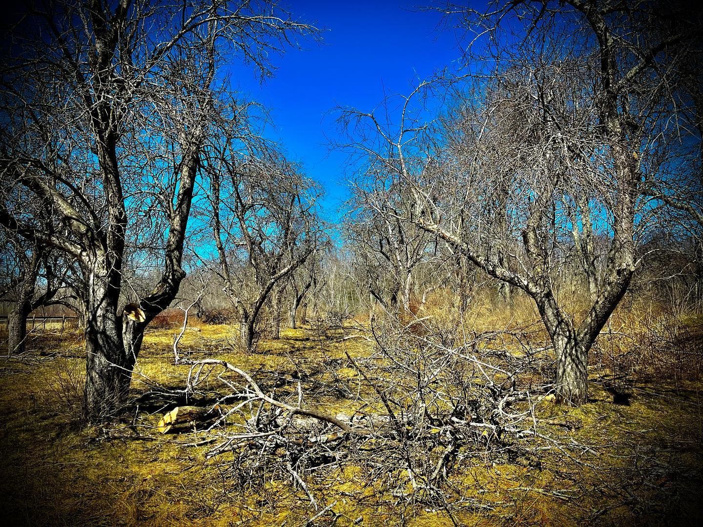Bare trees in an orchard under a bright blue sky, fallen branches on the ground.