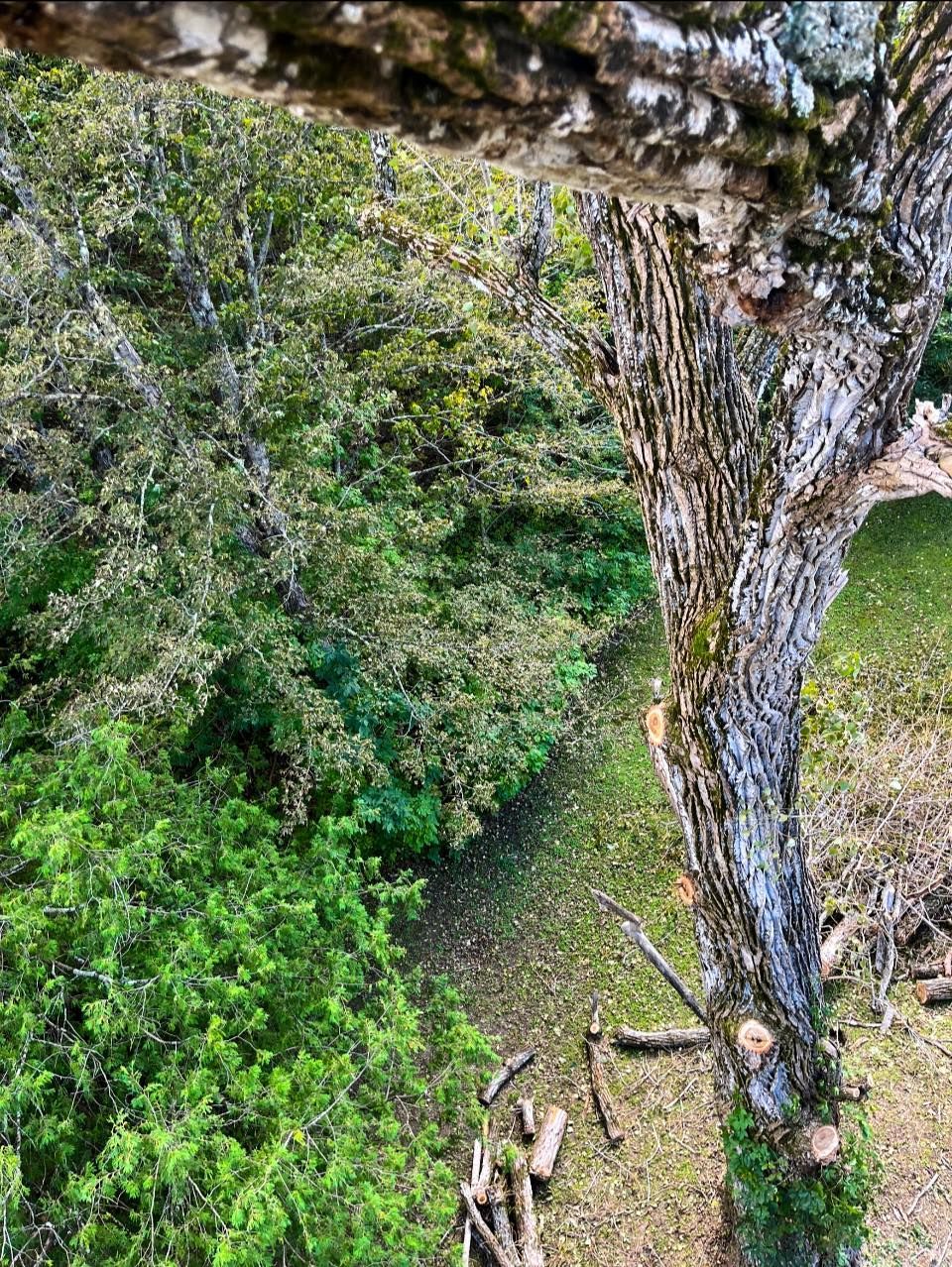 View from a tree, looking down at a path surrounded by green foliage, wood chips, and logs on the ground.