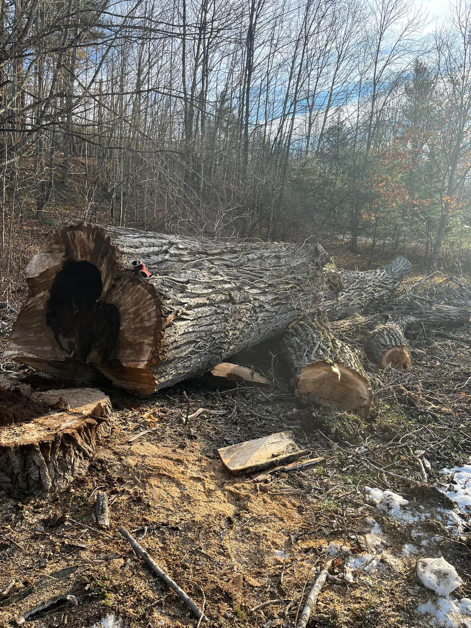 Fallen tree trunk with a large hollow, surrounded by wood shavings in a forest setting.
