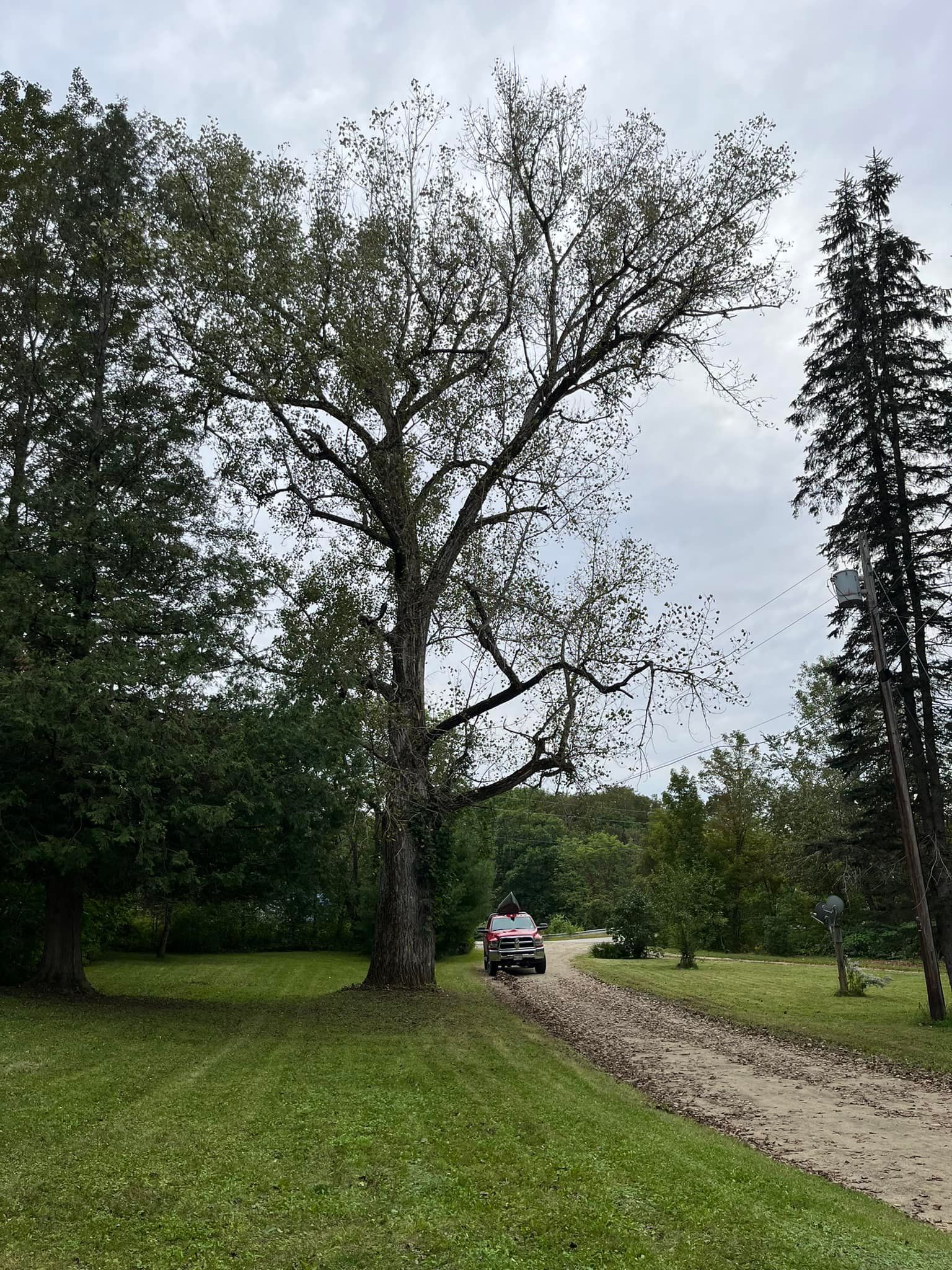 Car on a dirt road by a large tree, green grass, and overcast sky.