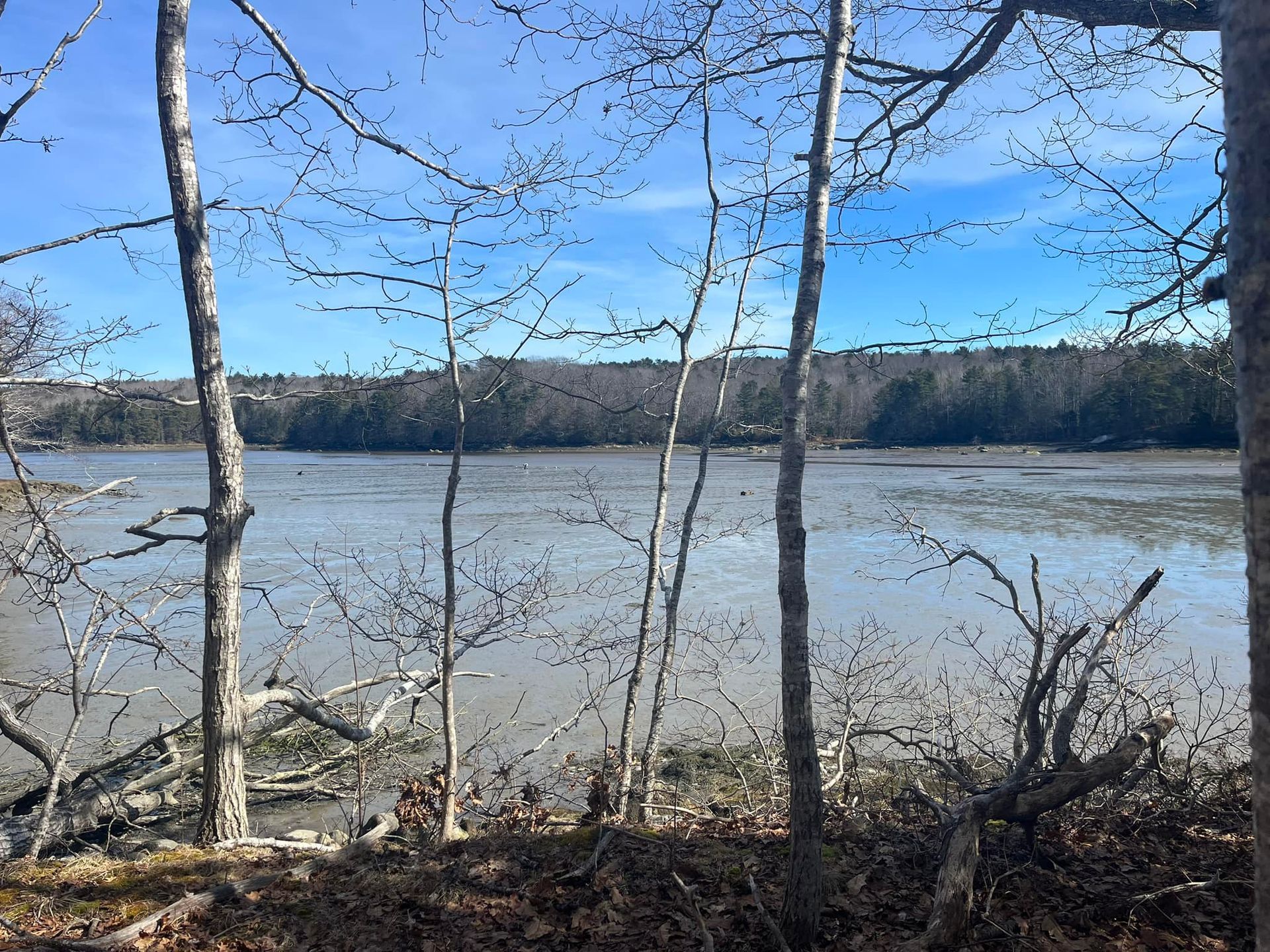 Bare trees frame a muddy lake under a bright blue sky.