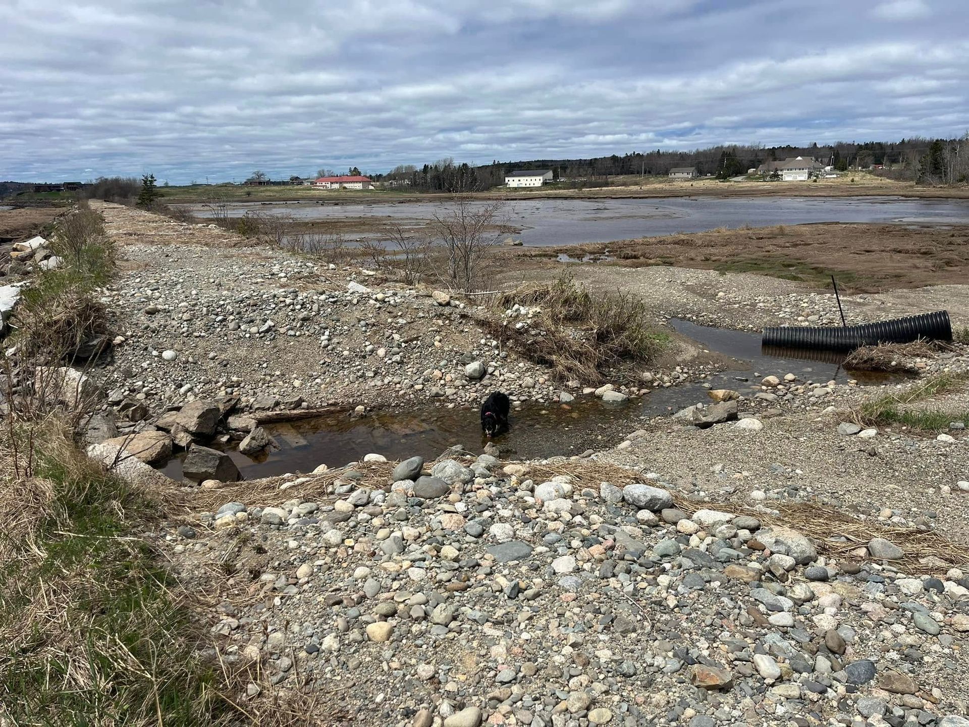 A small stream flowing through a rocky, gravelly area, with a dog in the water. Landscape with overcast sky.