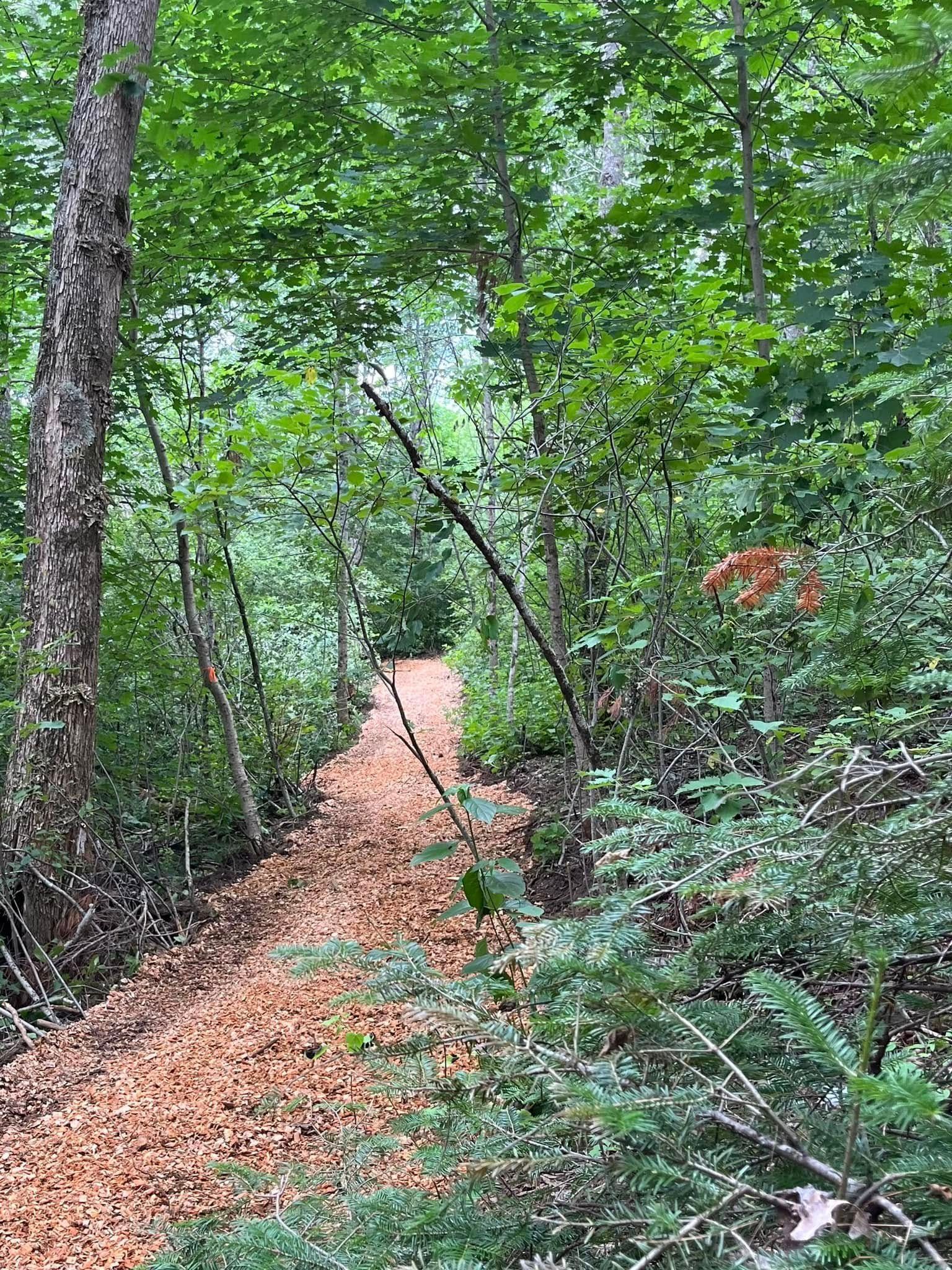 Dirt path through a forest, covered in reddish-brown debris. Green trees and foliage on both sides.