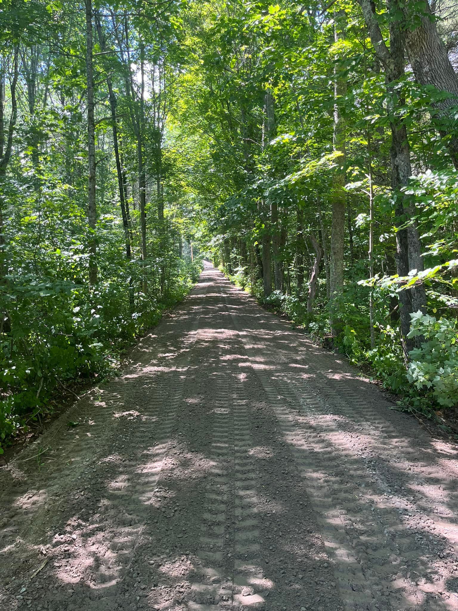 Dirt path through a sunny forest, trees on either side casting shadows.