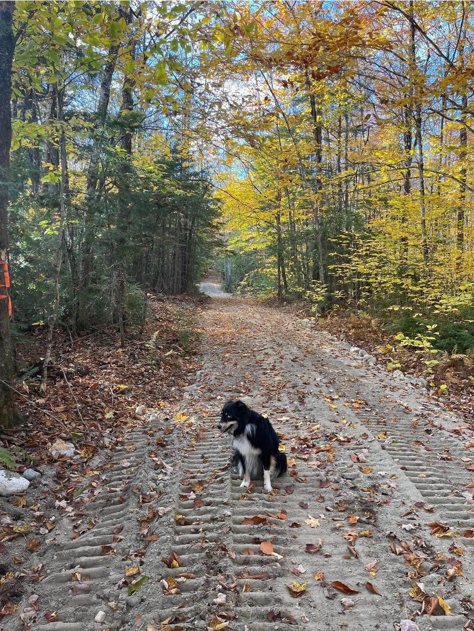 Black and white dog sits on a leaf-covered dirt path surrounded by fall foliage.