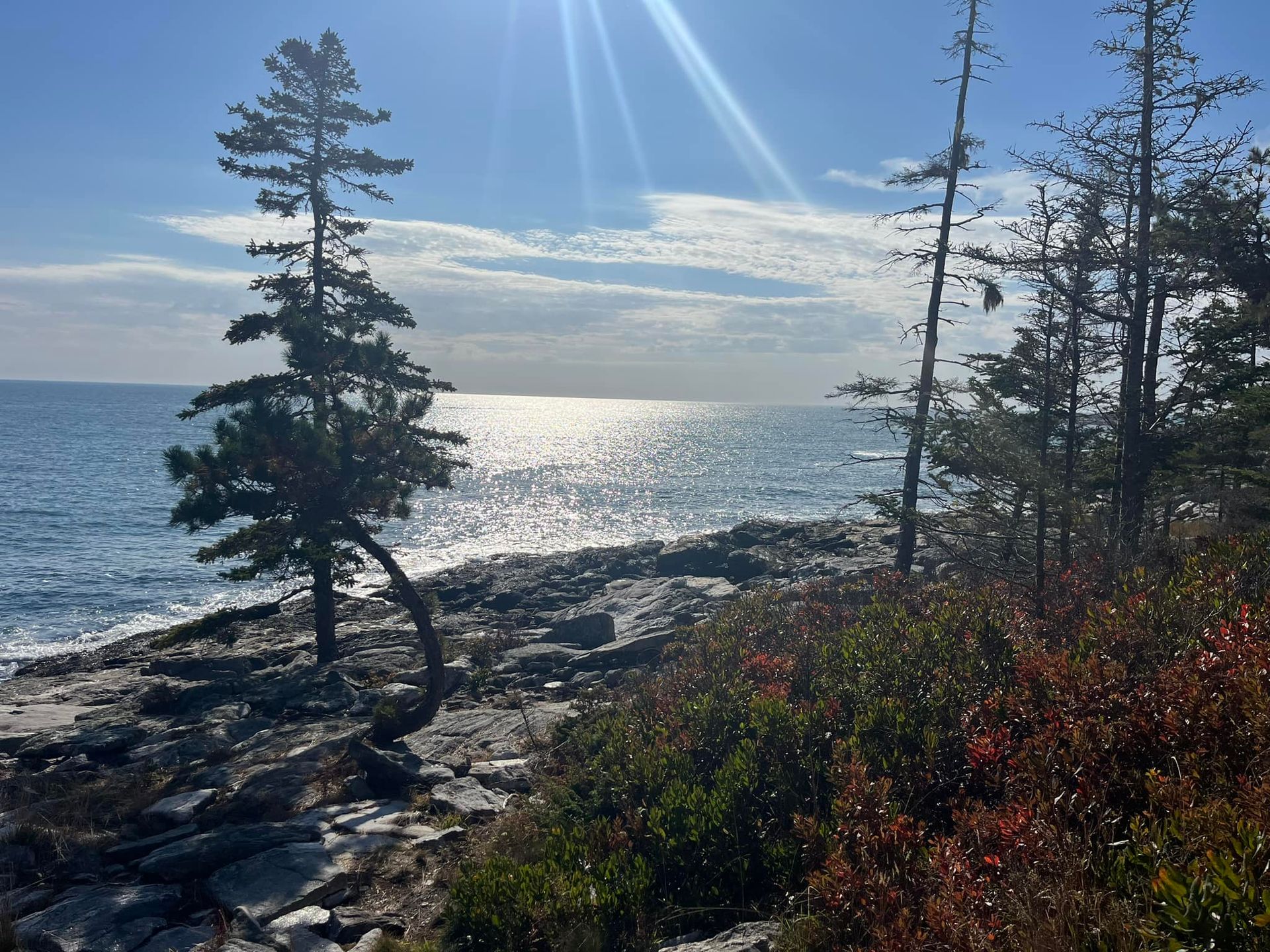 Rocky coastline with ocean under a bright sky. A lone pine tree arches towards the water.