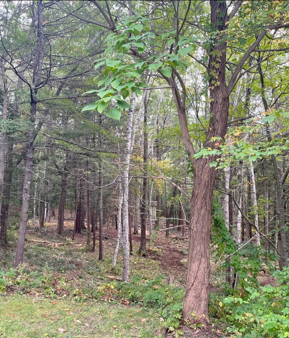 Forest scene, trees with varying colors, dirt path.