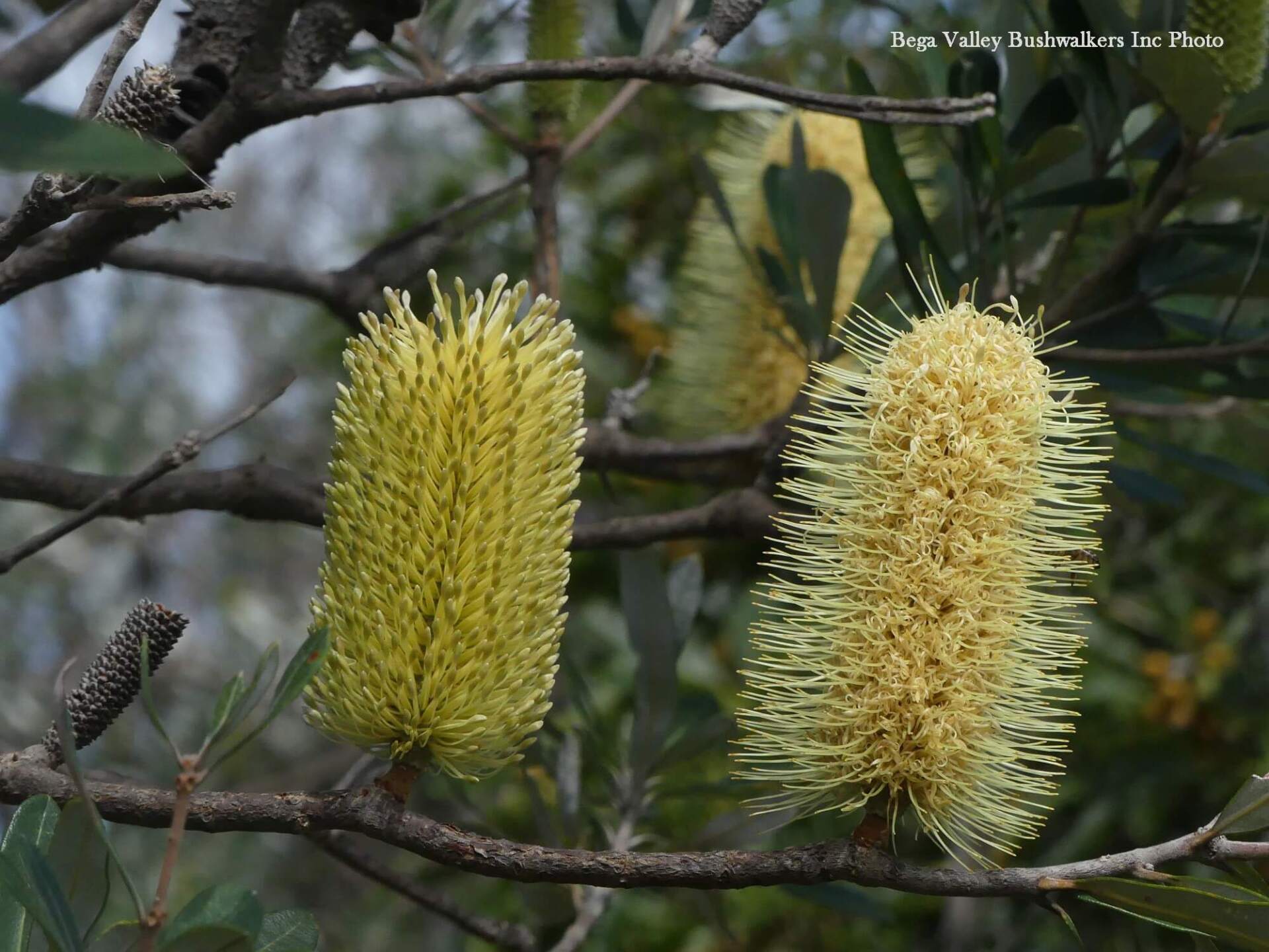 Flora in Bournda National Park