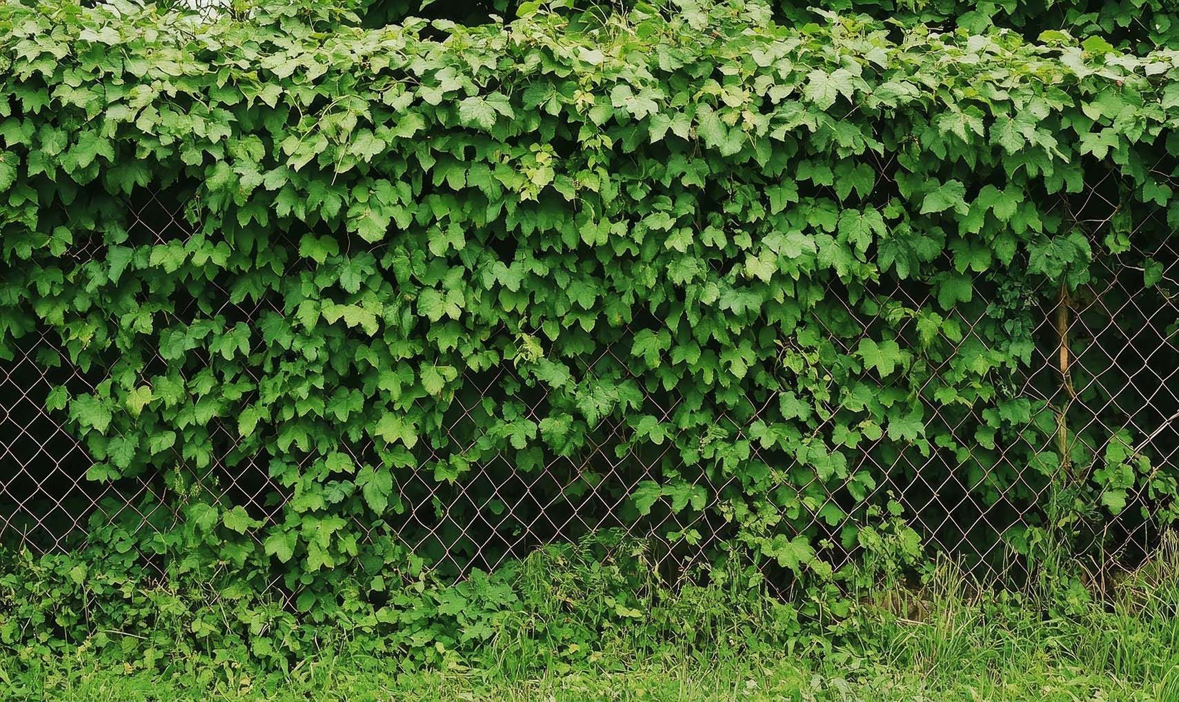 Ein Maschendrahtzaun, umgeben von einer mit grünen Blättern bedeckten Hecke.