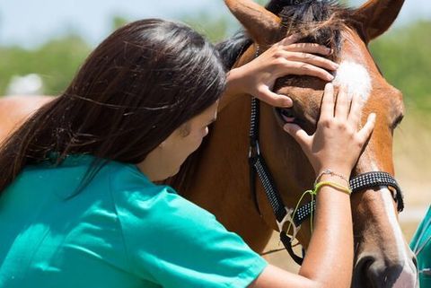Equine Services, Gonda's Veterinary Practice