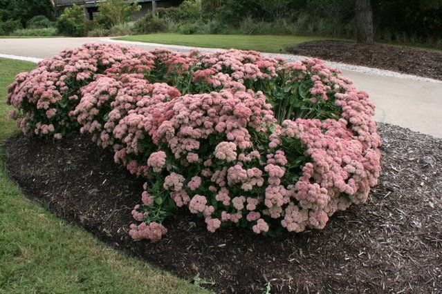 A large Autumn Joy Sedum in full bloom with pink flowers.