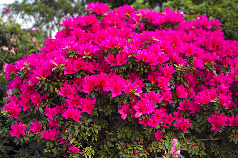 Azalea bush blooming with pink flowers