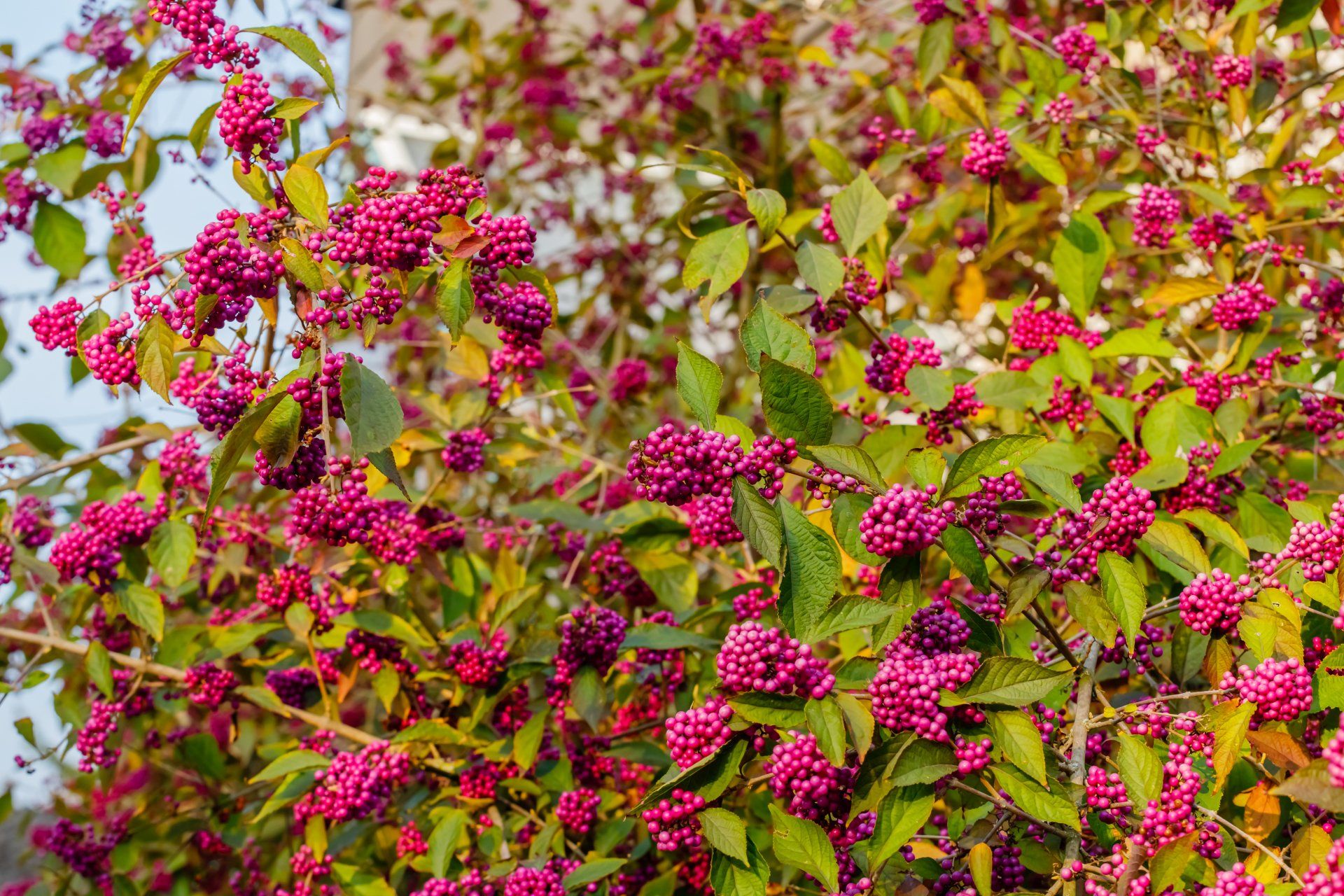 Beauty berry bush with pink berries and the leaves are green and oval shaped.