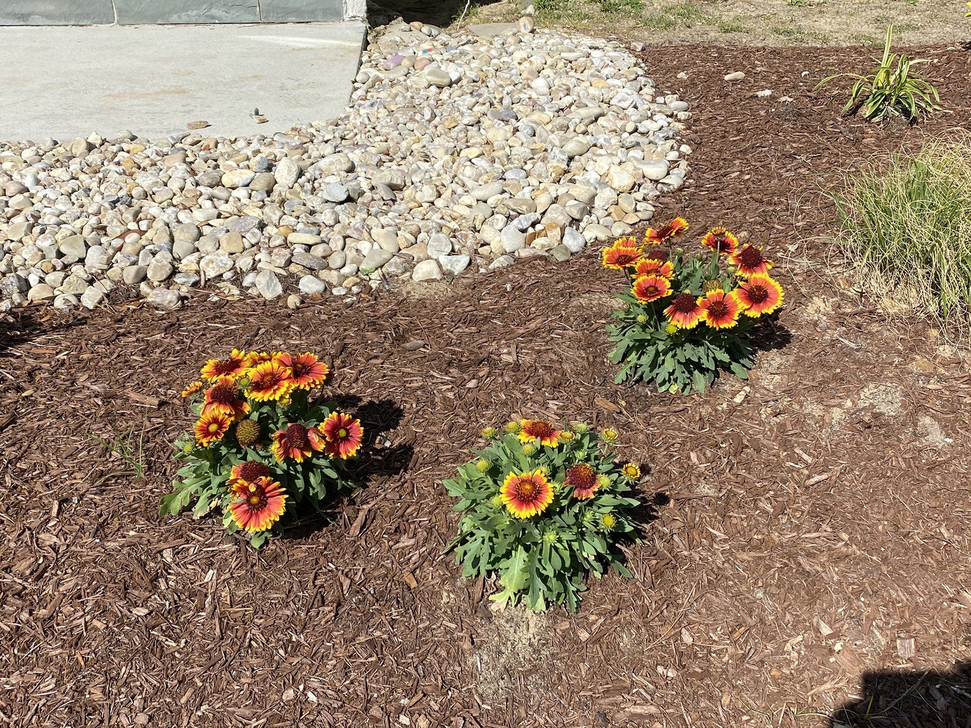 Blanket Flowers are orange and yellow perennials.