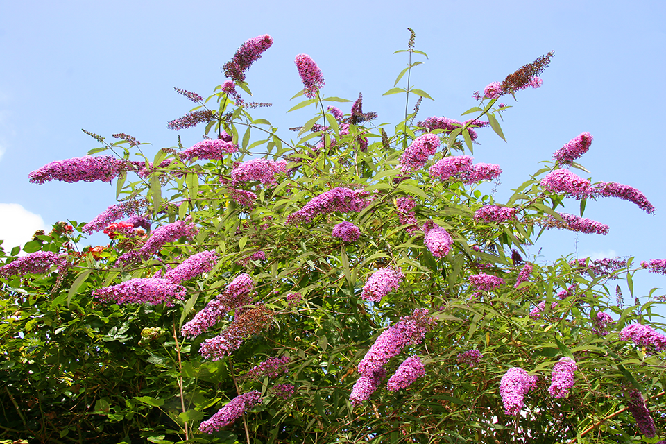 Large butterfly bush with purple flowers in a mulched bed.