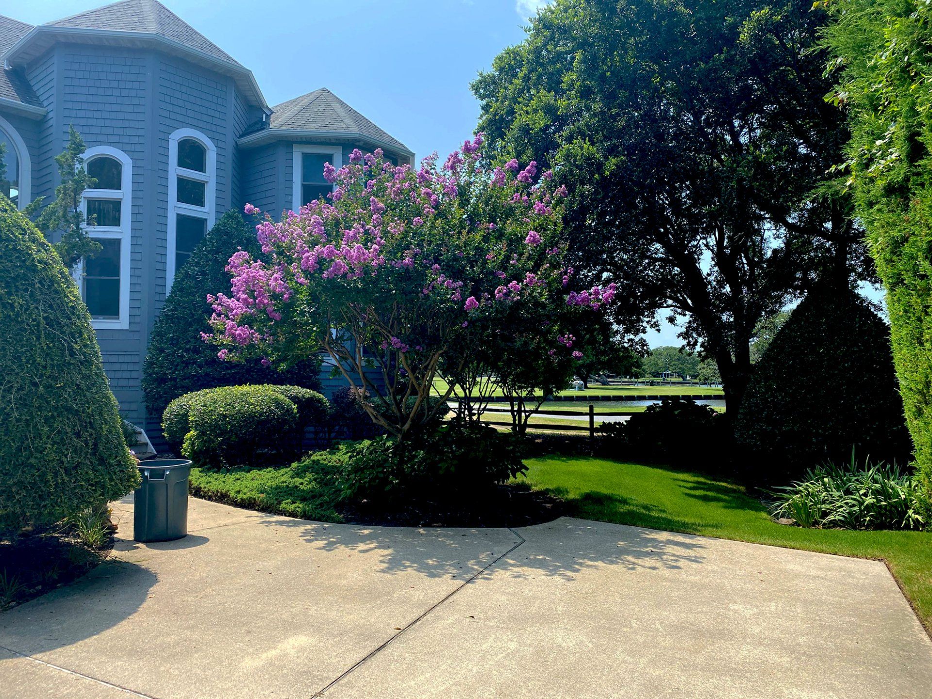 Beautiful crape myrtle in bloom with pink flowers.