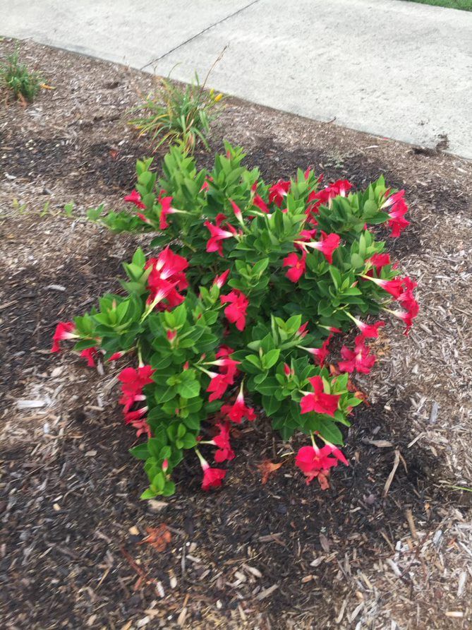 Red flowers adorn this False Petunia in a mulched garden bed.