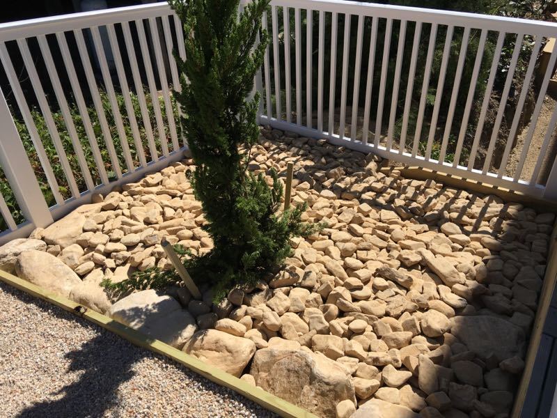 Large Cobblestone river rock bed surrounding an evergreen planting.