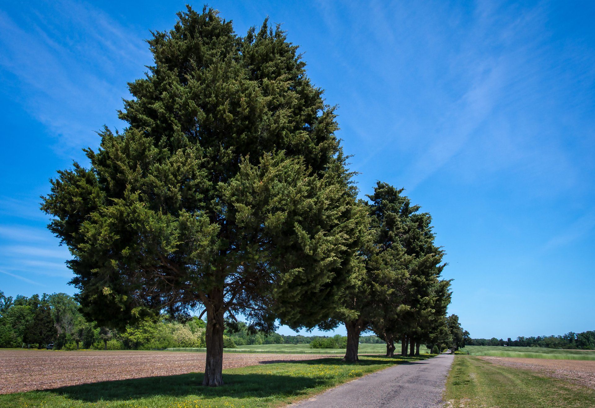 Eastern Red Cedar trees aligned in a row on a country road.