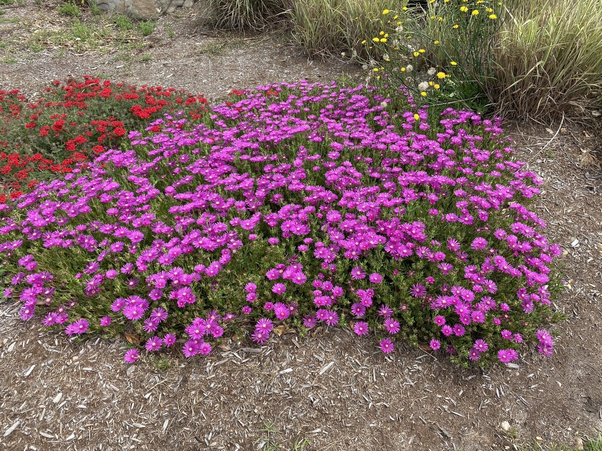 Pink flowers that when selected take you to the flowers page.