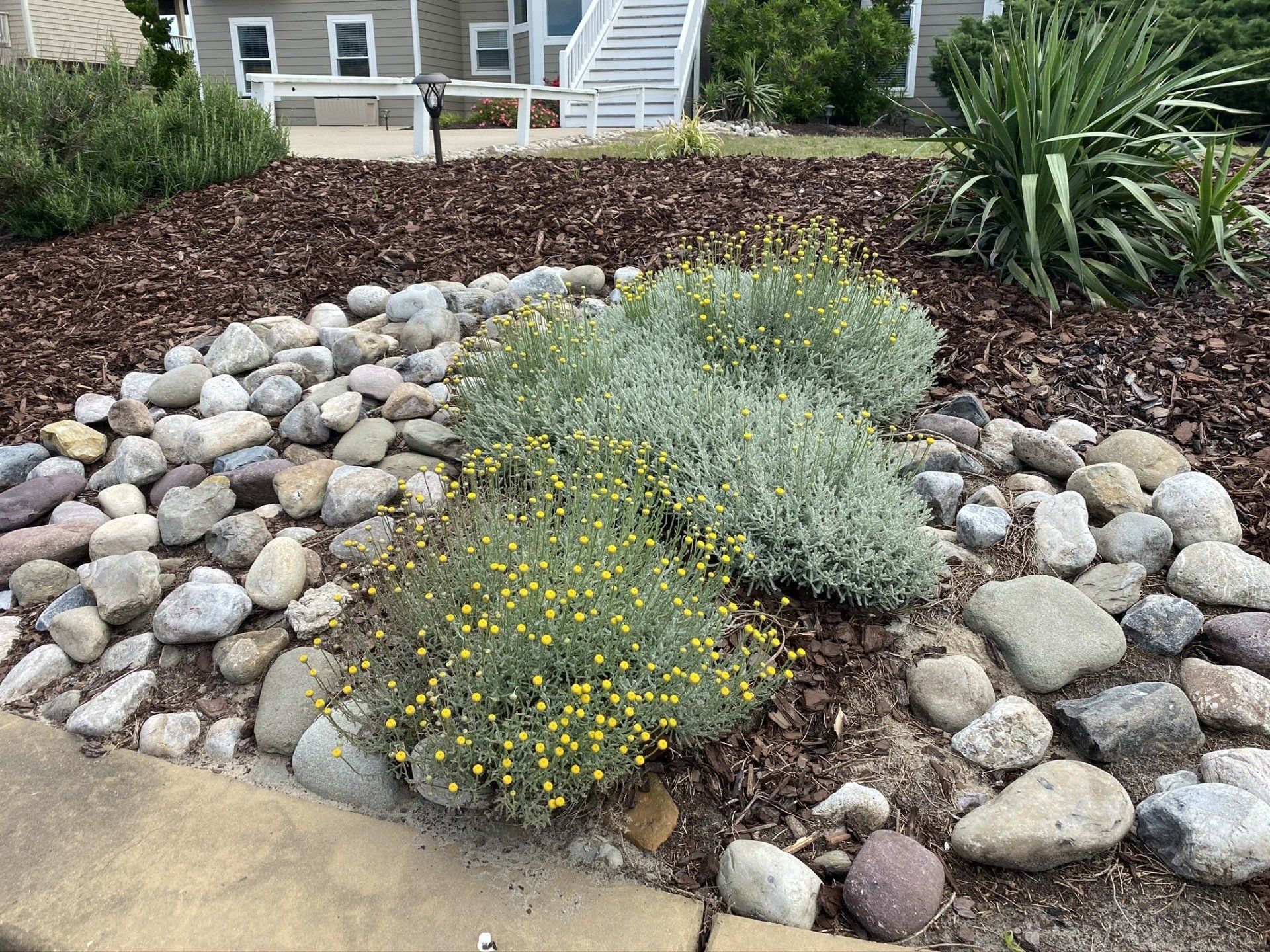 Photo of a rockbed with large river rock and some yellows flowers than when selected take you to the rockbed photos.
