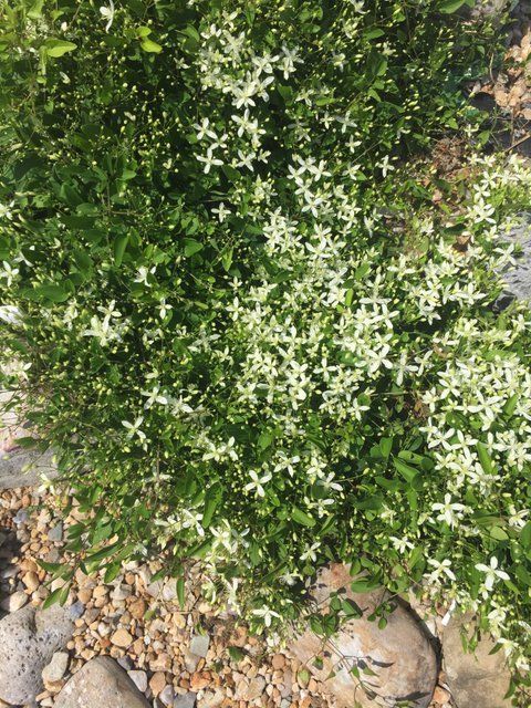 White jasmine in full bloom in a rock garden.