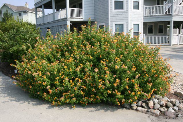 This lantana has yellowish orange flowers.