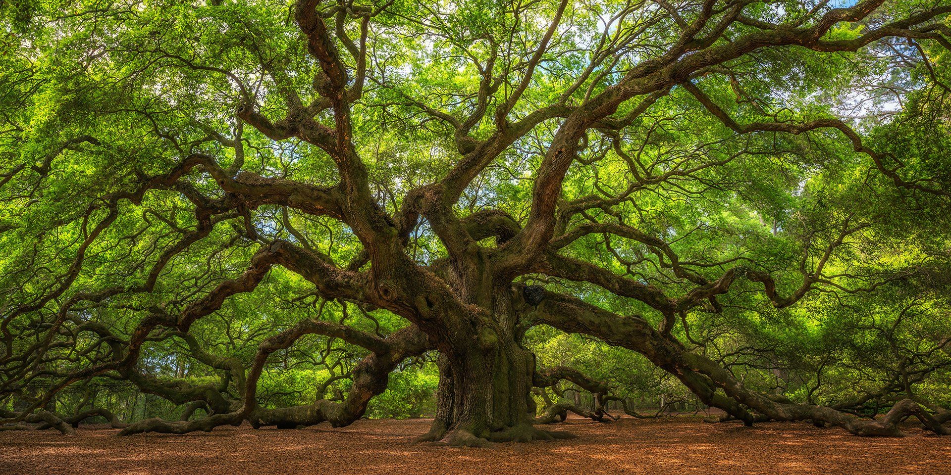 Majestic and stately Live Oak Tree probably a hundred years old.  Expansive and massive.