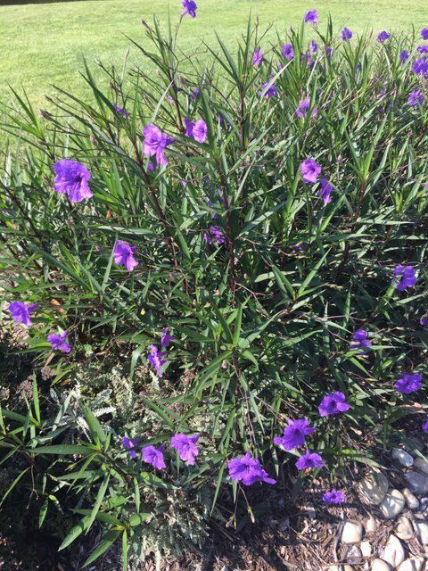 Purple flowers adorn this Mexican Petunia in a garden bed.