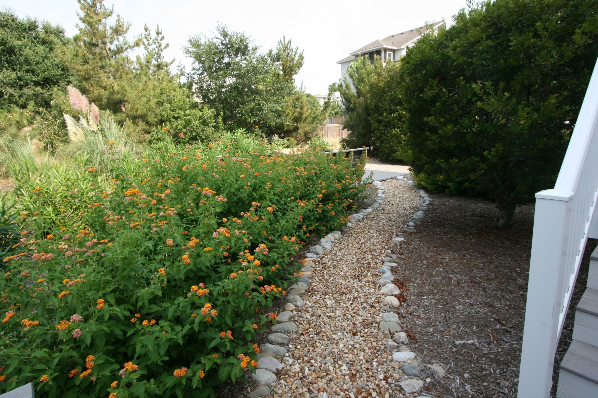 Oleander bordering a pea rock pathway with large river rock adjacent to the pea rock.