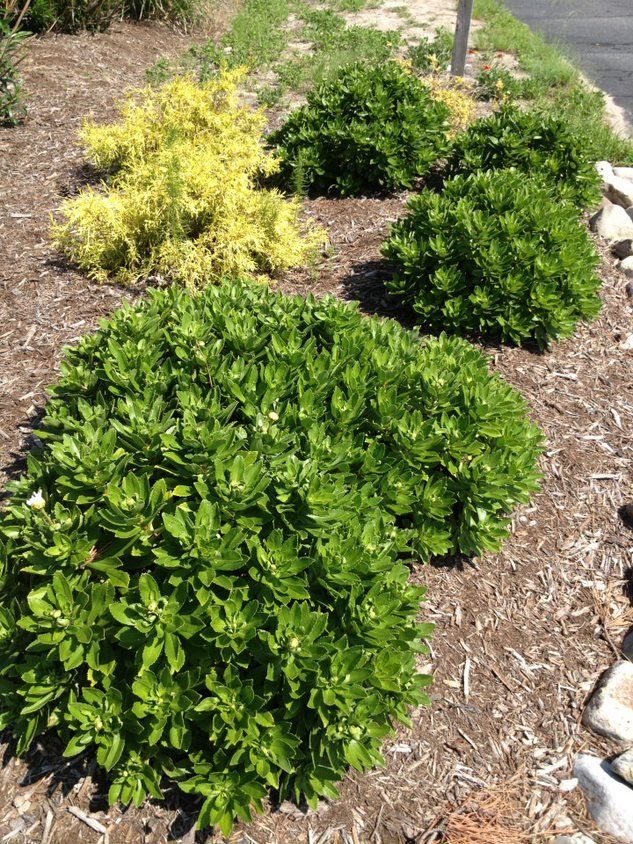 Pittosporum is an attractive evergreen shrub that is dense, compact, broad-spreading with small white flowers.,