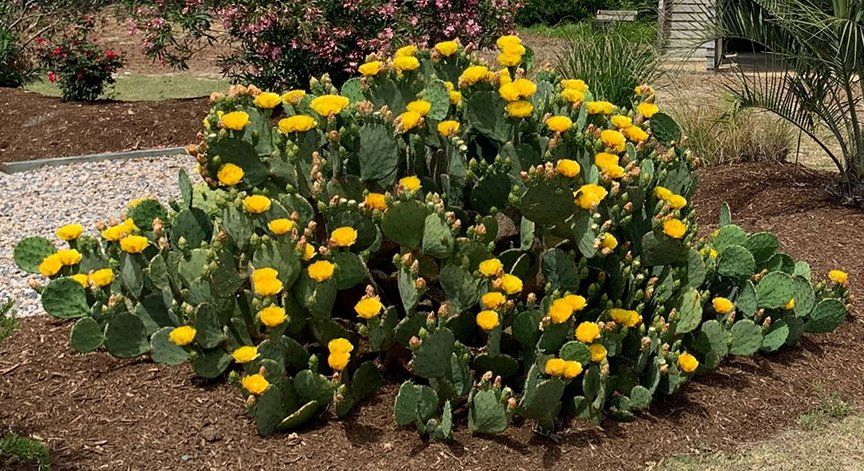 Yellow flowers on this prickly pear cactus where the leaves are prickly.