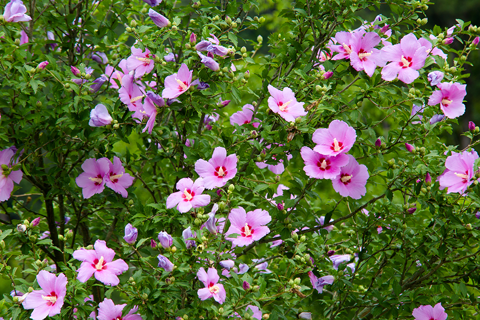 Rose of Sharon in bloom