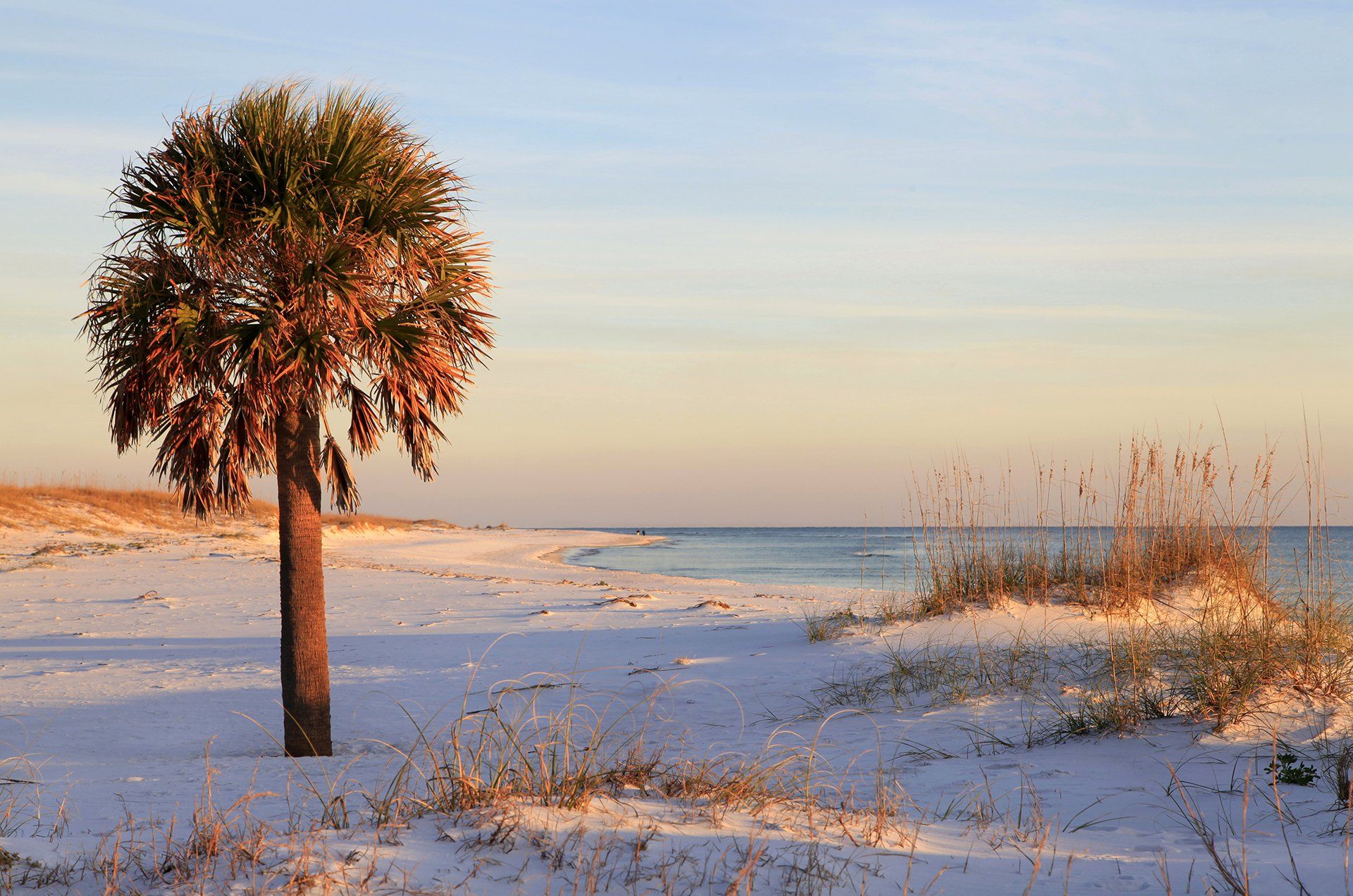 Sabal Palm on beach with waves crashing on the shore.