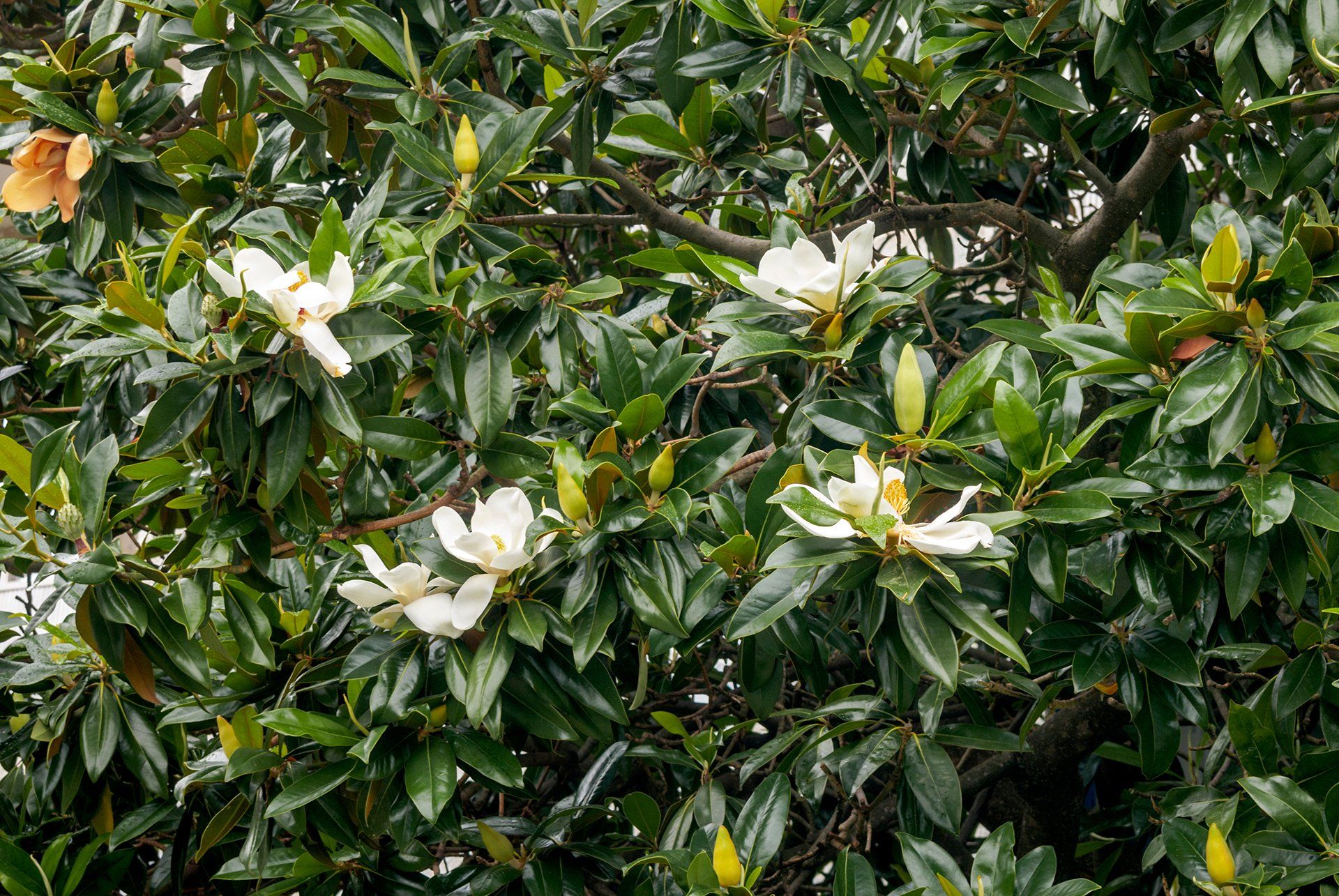 Southern Magnolia in bloom with thick leaves and white flowers.