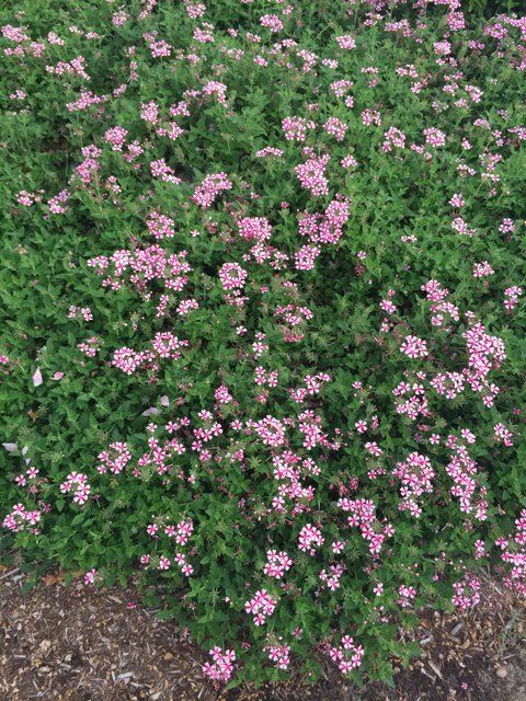 Flowers spring through fall with rose-pink to dark purple flowers.