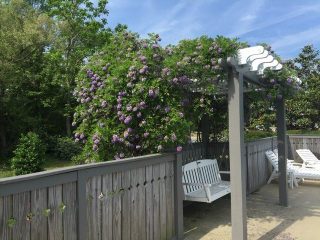A large purple Wisteria hanging over an arbor with a bench underneath.