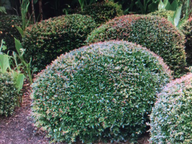 Bushes recently trimmed in a mulched bed.