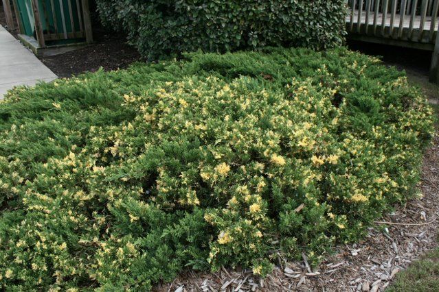 A yellow and green varigated parson juniper, lies close to the mulch.