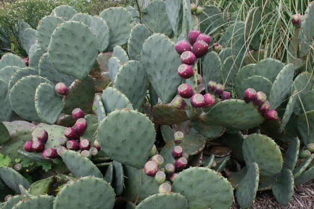 Later the flowers turn to a fruit and are purple on the outside and white inside.