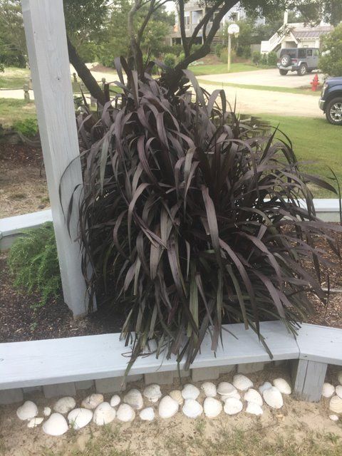 Purple hardy fountain grass growing in a garden bed.