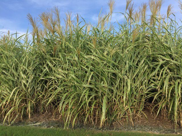 Sample photo of an ornamental grass to be used for selection to view specific ornamental grasses.