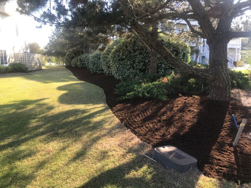 Live oak and numerous bushes in a newly raked, mulched bed.