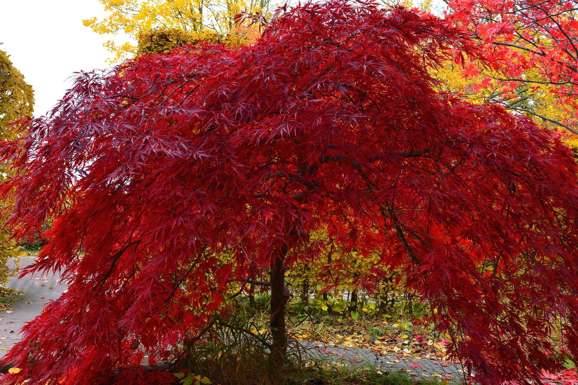 Very dark red maple pictured in the fall.