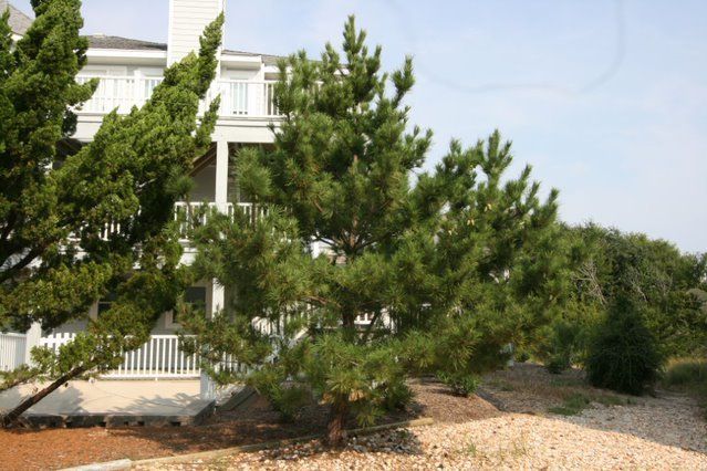 Sample photo of a tree to be used for selection to view specific trees.