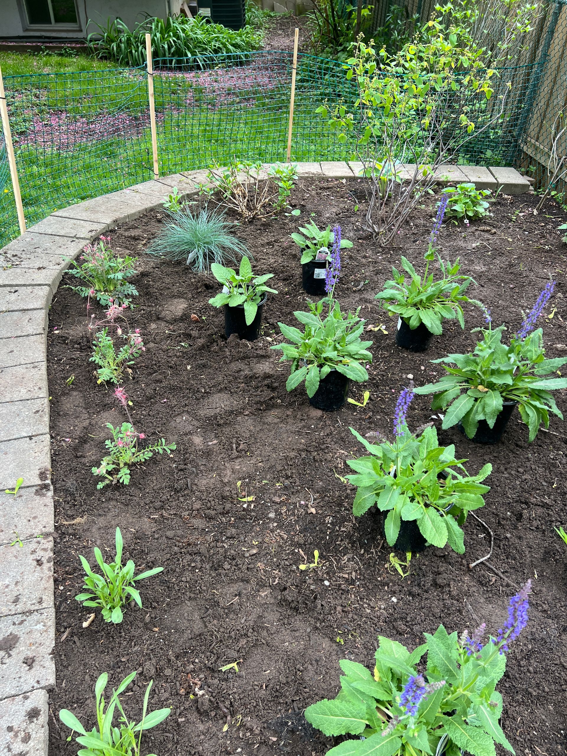 Newly planted garden with prairie smoke and salvia plants