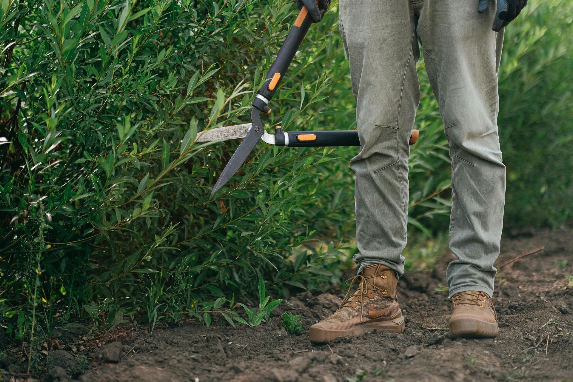 Gardener with hedge trimmers