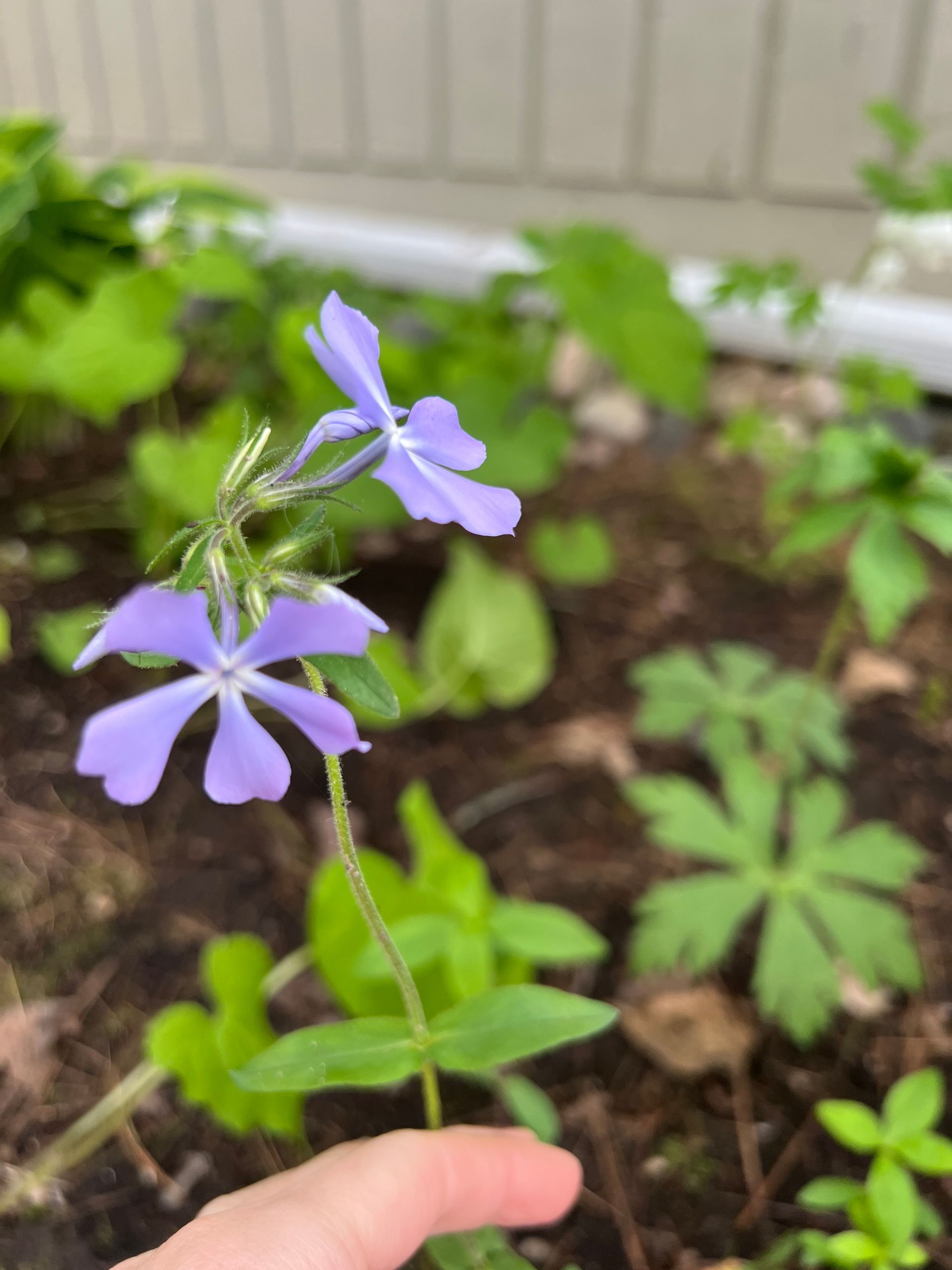 Woodland phlox flower