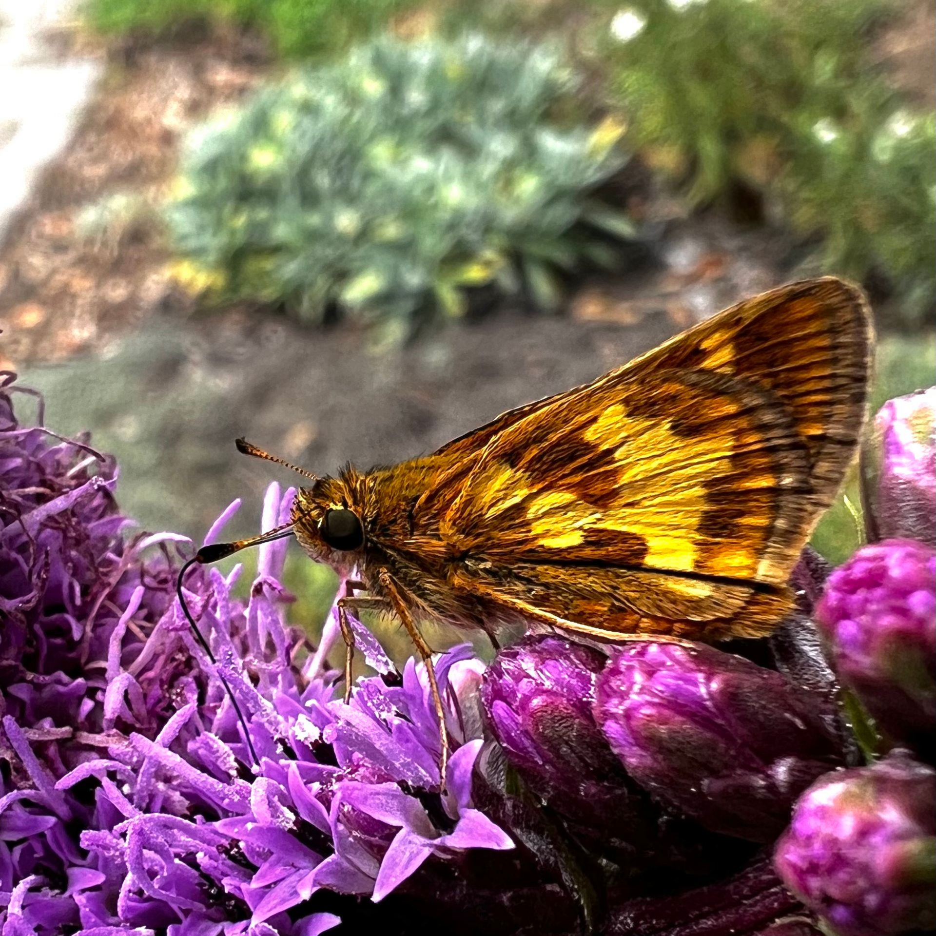 Skipper butterfly on Liatris flower